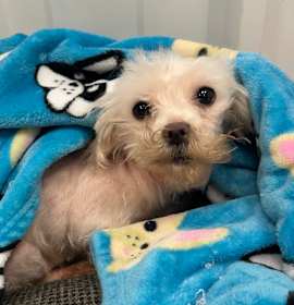 Photo of Trudy