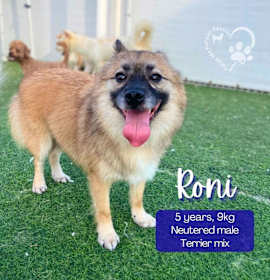 Photo of Roni-Adoption Pending!