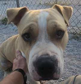 Photo of LIL' REGGIE