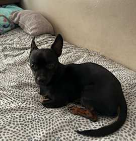 Photo of Benji