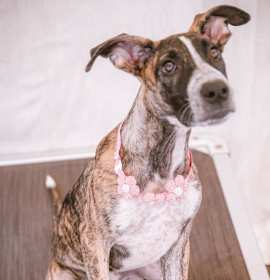 Photo of Jingle