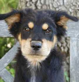 Photo of Shiloh