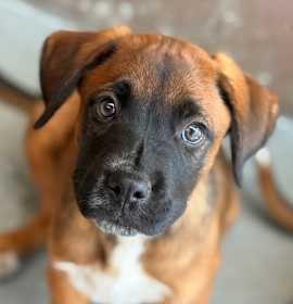 Photo of Boxer pups