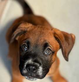 Photo of Cookie