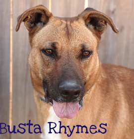 Busta Rhymes (River) photo 2