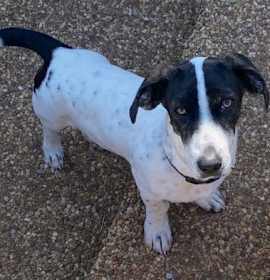 Photo of Puppy Tasha  -  So Ca