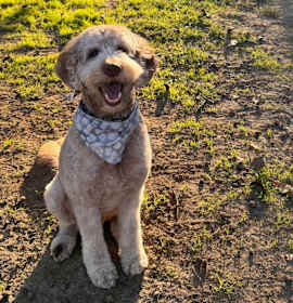 Photo of Jetson