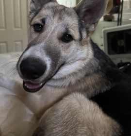 Photo of Rocket