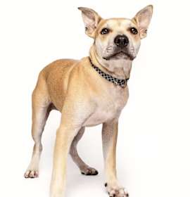 Photo of Cosmo Star