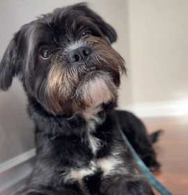 Photo of Ollie
