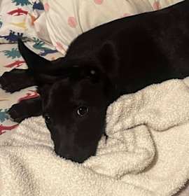 Photo of Sweet Candy Wrigley, Male fna "Purple Band" - Located in IL