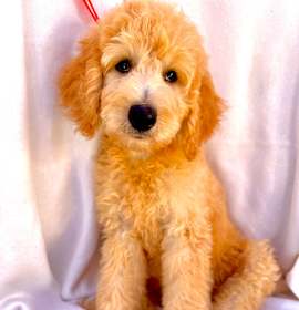 Photo of Zephyr