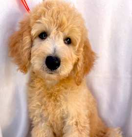 Photo of APOLLO