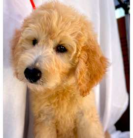 Photo of Zephyr