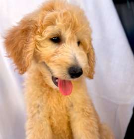 Photo of ATHENA