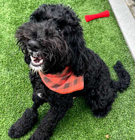Photo of Onyx