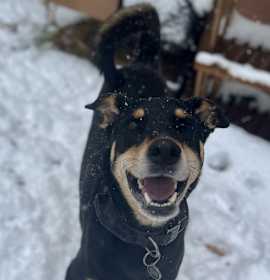 Photo of Bella