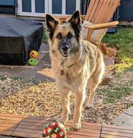 Photo of 25-068 Zola