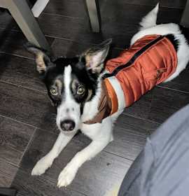 Photo of Arlo