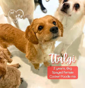 Photo of Ttalgi-Adoption Pending!