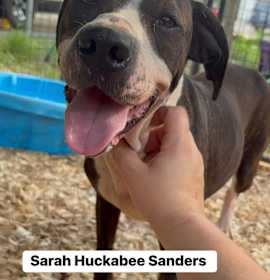 Photo of Sarah Huckabee Sanders