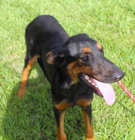 Photo of Lexxy-6months Spay Contract Required $150