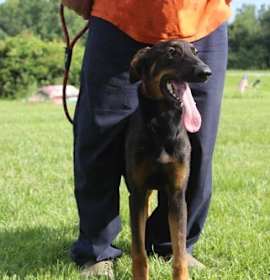 Photo of Jemma-6months Spay Contract Required $150