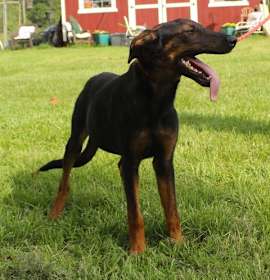 Photo of Skye-6months Spay Contract Required $150