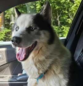 Photo of Loki (Rambo)