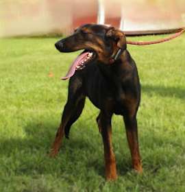 Photo of Lyric-6months Spay Contract Required $150