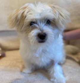 Photo of Lumi