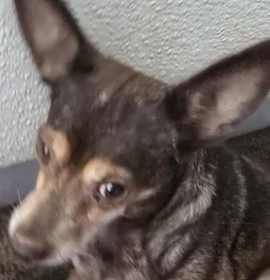 Photo of Acorn OS AZ