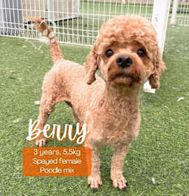 Photo of Berry-Adoption Pending!