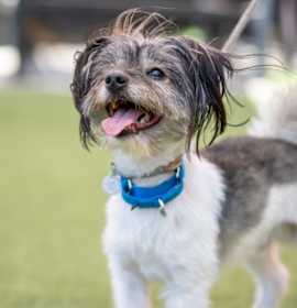 Photo of Scooter