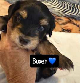 Photo of Boxer