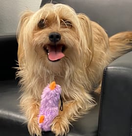 Photo of Oscar 