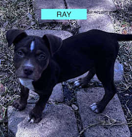 Photo of RAY