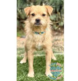 Photo of Scruffy MB
