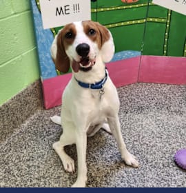 Photo of Lemon FKA Tater Tot