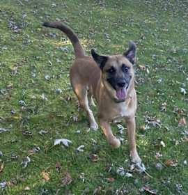 Photo of Thor (fka Spunky)