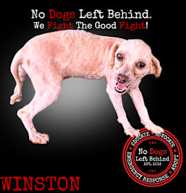 Photo of Winston 4199