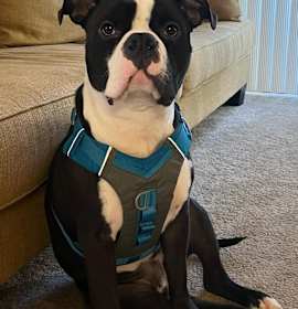 Photo of Meatball CP