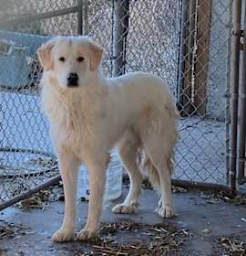 Photo of Sherman (Teddy)