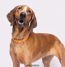 Photo of CINNAMON-TAMPA FLCourtesy post