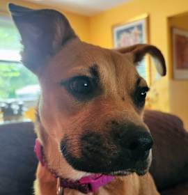 LuLu thumbnail image