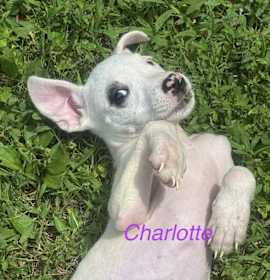 Charlotte thumbnail image