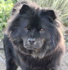 Photo of Celia - Super friendly - 35lbs