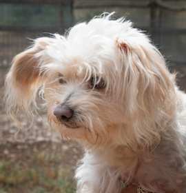 Photo of Georgie (bonded w Rosie)