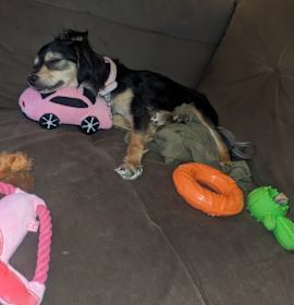 Photo of Beanie