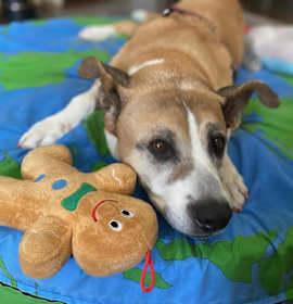 Photo of Brownie